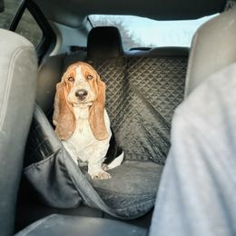 Basset Hound and Dalmatian Puppies from Lazy B Bassets and Dalmatians
