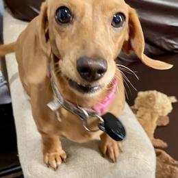 Adele - Dachshund