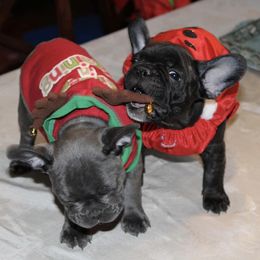 Brussels Griffons and French Bulldogs from Carissa's Brussels Griffons and French Bulldogs