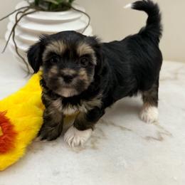 Tank - Black male Havanese puppy in Semmes, Alabama from Hayden's Havanese