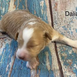 Dalia - Brown and white female Aussiedoodle puppy in Lebanon, Missouri from Cobbs Creek Canines
