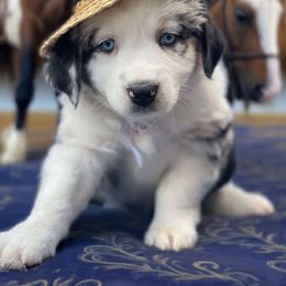 Mardi Paws - Blue merle male Australian Shepherd puppy in Marshall, Virginia from Greywood Farm Aussies