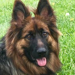 German Shepherds from Vom Ursi