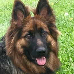 German Shepherds from Vom Ursi