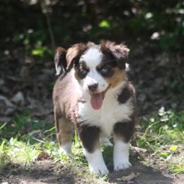 Border Collie, English Setter, and Miniature American Shepherd Puppies from First Harmony Farms