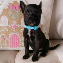 Ace - Gold brindle male Dutch Shepherd puppy in San Diego, California from TecK9s