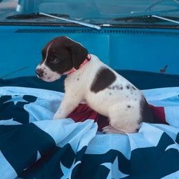 Pink - White and liver female German Shorthaired Pointer puppy in Ozark, Alabama from Judy Creek GSP's