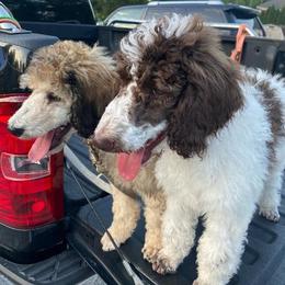 Poodles from Jazzy Paws