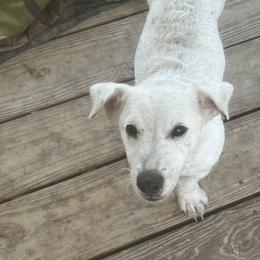 Border Collie and Jack Russell Terrier Puppies from CP FARMS BORDER COLLIES N JACKS CORP
