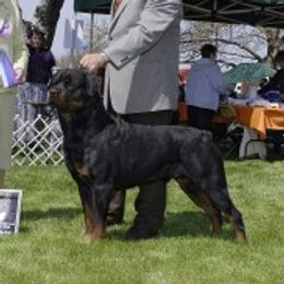 Ozzie - Rottweiler