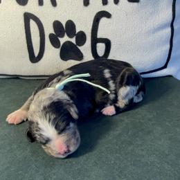 Mint Boy - Merle male Bernedoodle puppy in Bellevue, Iowa from Blended Acres & Kennels