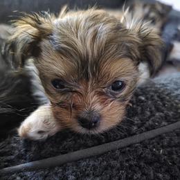Sigma - Cream male Mi-Ki puppy in San Francisco, California from Moonstone miki's