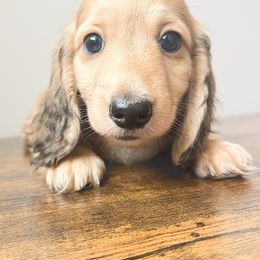 Mango 3500 - Cream male Dachshund puppy in Sylvania, Alabama from Yancey’s Doxies