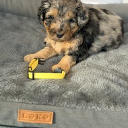 Yellow - Merle female Bernedoodle puppy in Charleston, South Carolina from Palm Belle Doodles