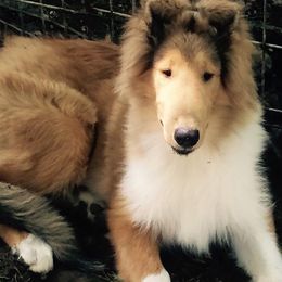 Collies from Vanguard Kennels