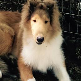 Collies from Vanguard Kennels