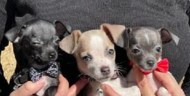 Chihuahua Puppies from Furever Friends