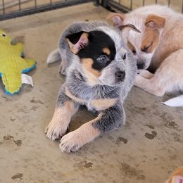 Australian Cattle Dog Puppies from Miller Australian Cattle Dogs
