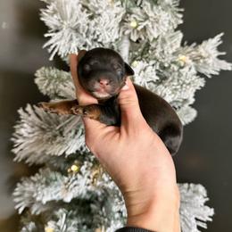 Espresso - Sable - Red female Australian Labradoodle puppy in Wamego, Kansas from Doodles of Oz