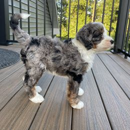 Milo - Tri-color male Bernedoodle puppy in Holtwood, Pennsylvania from Country Ridge Puppies