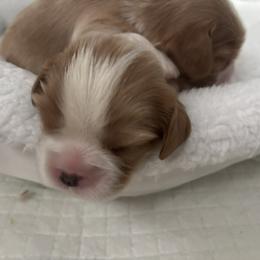 Yellow Boy - Blenheim male Cavalier King Charles Spaniel puppy in Mt. Ulla, North Carolina from Divine Cavaliers