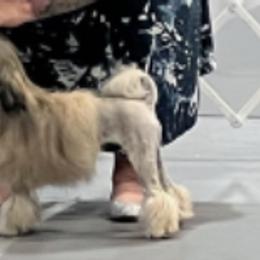 Cane Corso and Lowchen from High Royal Kennel