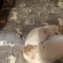 Maltese, Maltipoo, and Poodle Puppies from MountCarmelPuppies