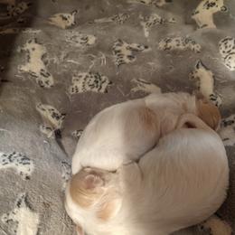 Maltese, Maltipoo, and Poodle Puppies from MountCarmelPuppies