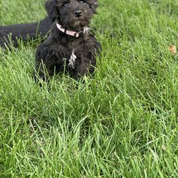 Miniature Schnauzer Puppies from Shadow River Schnauzers