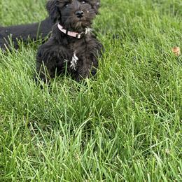 Miniature Schnauzer Puppies from Shadow River Schnauzers