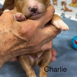 Charlie - Red  male Goldendoodle puppy in Golden, Colorado from Golden Mesa Doodles