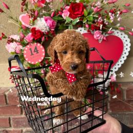 Bernedoodle, Cavalier King Charles Spaniel, Cavapoo, Goldendoodle, and Poodle Puppies from Gypsi Doodles & Poodles LLC.