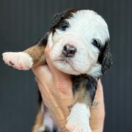 Rocky - male Australian Mountain Doodle puppy in Cortez, Colorado from Sassy Pants Pups