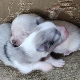 Pomeranian and Pomsky Puppies from Stonehill Breeders