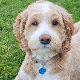 Sky - Australian Labradoodle