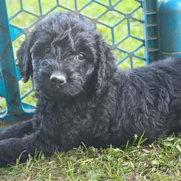 Coraline - Black female Labradoodle puppy in Clinton, Ohio from P&L Doodles