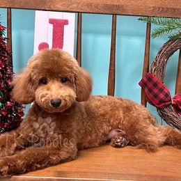 Fina - Poodle puppy from TK Poodles