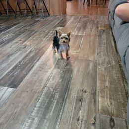 Mia - Yorkshire Terrier