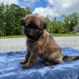 Maroon AKA Lakota - Bi-color female German Shepherd puppy in Terra Alta, West Virginia from Shepherd Country Farm and Kennels