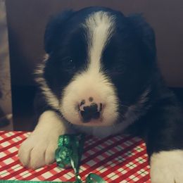 Vixen- Purple Collar - Black Border Collie puppy in Locust Grove, Virginia from Valkyrie Ranch Border Collies