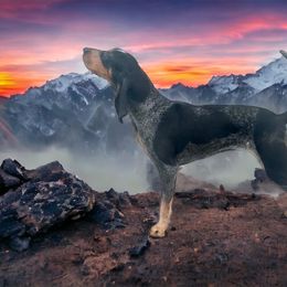American Leopard Hound, Bluetick Coonhound, and German Shepherd All Grown Up from Haus Biery German Shepherds, Benchmark Blueticks & Leopard Hounds