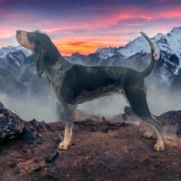 American Leopard Hound, Bluetick Coonhound, and German Shepherd All Grown Up from Haus Biery German Shepherds, Benchmark Blueticks & Leopard Hounds