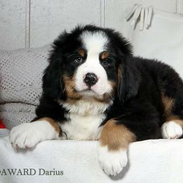 Bernese Mountain Dog Puppies from Joan Rogers