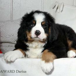 Bernese Mountain Dog Puppies from Joan Rogers