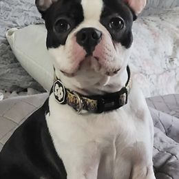 Boston Terriers from Bernies Boston Terriers