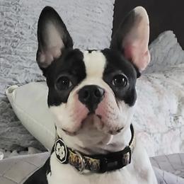 Boston Terriers from Bernies Boston Terriers