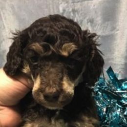 Poodles from Heartland Kennel