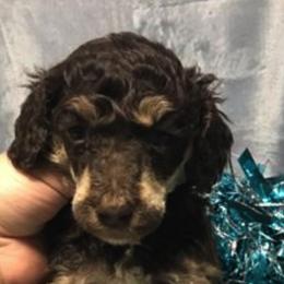 Poodles from Heartland Kennel