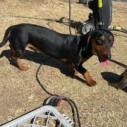 Zorro - Black and tan male Dachshund puppy in El Paso, Texas from Stella's Lone Star Kennels
