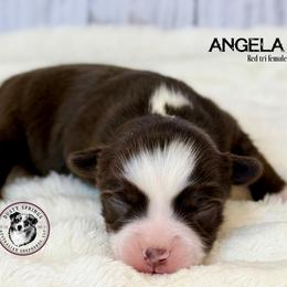 Angela - Red tri female Toy Australian Shepherd puppy in East Berlin, Pennsylvania from Dusty Spring Australian Shepherds, LLC